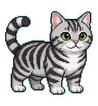 American Shorthair Silver Cat preview