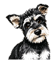 My Schnauzer Puppy preview