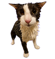 Shark (Soggy Cat) preview