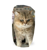 Golden Chair Cat preview
