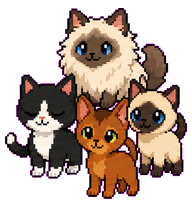 Cat Quartet preview