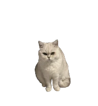 我的猫 preview