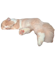 Cream Cat Video preview