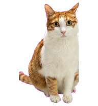 胖虎猫 preview