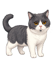 灰白小猫 preview